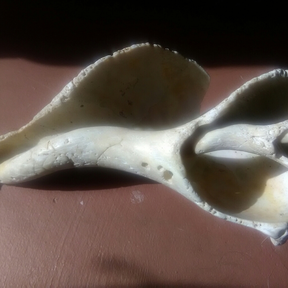 Sea Shell - Picture 5 of 8